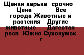 Щенки харька! срочно. › Цена ­ 5 000 - Все города Животные и растения » Другие животные   . Дагестан респ.,Южно-Сухокумск г.